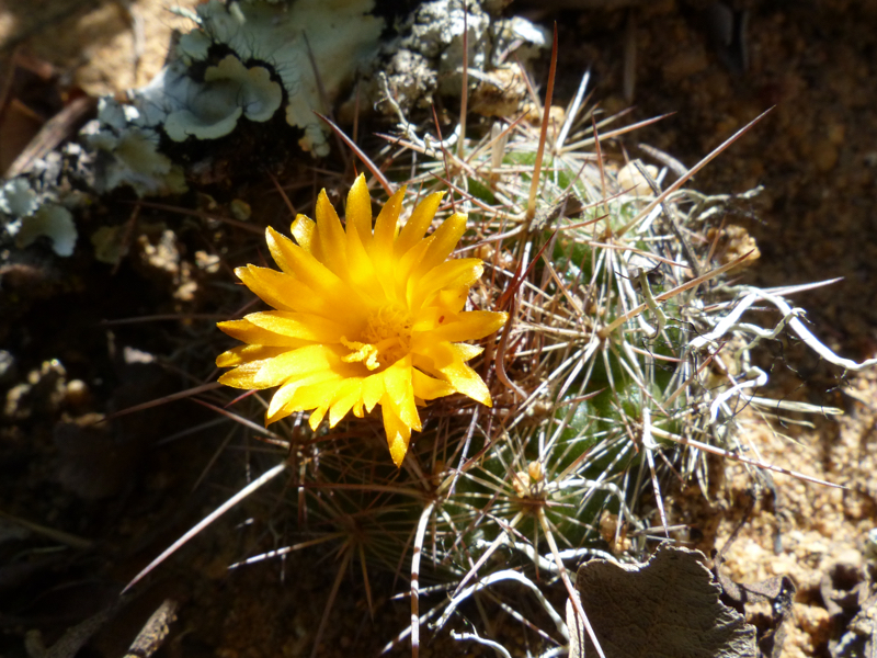 Parodia comarapana MN 656 (E Pulquina Abajo)