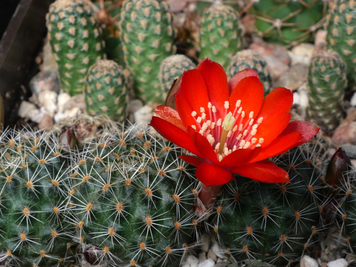 SuccSeed - Rebutia brunescens MN 631 (Tarabuco, Bol)