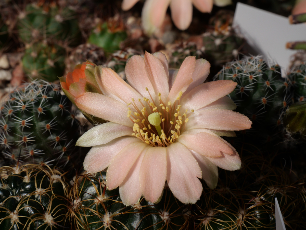 Rebutia pygmaea MN 741 (Tupiza - San Vicente, 4000m)