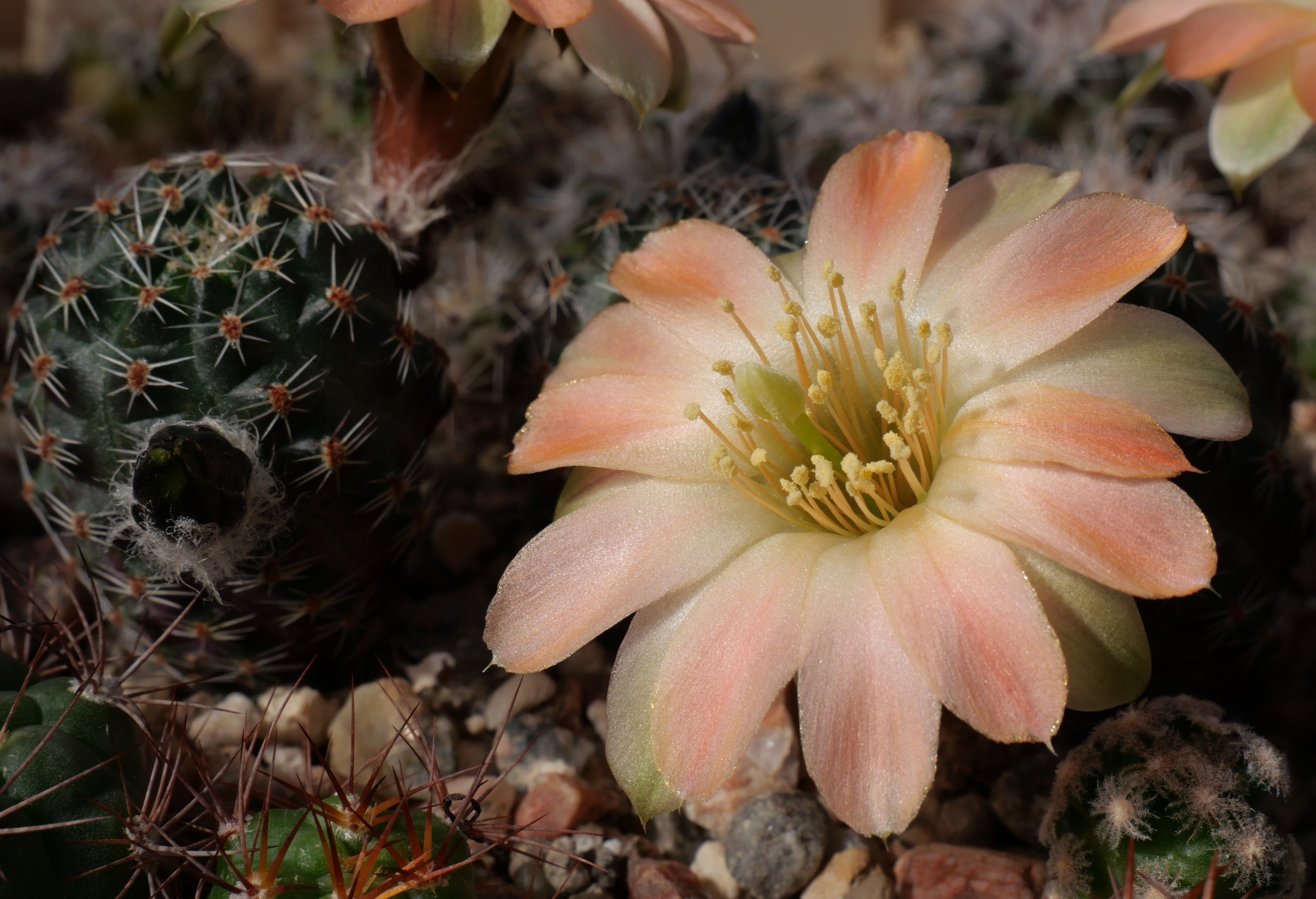 Rebutia pygmaea MN 749 (Curque-Iscayachi, 3600m)