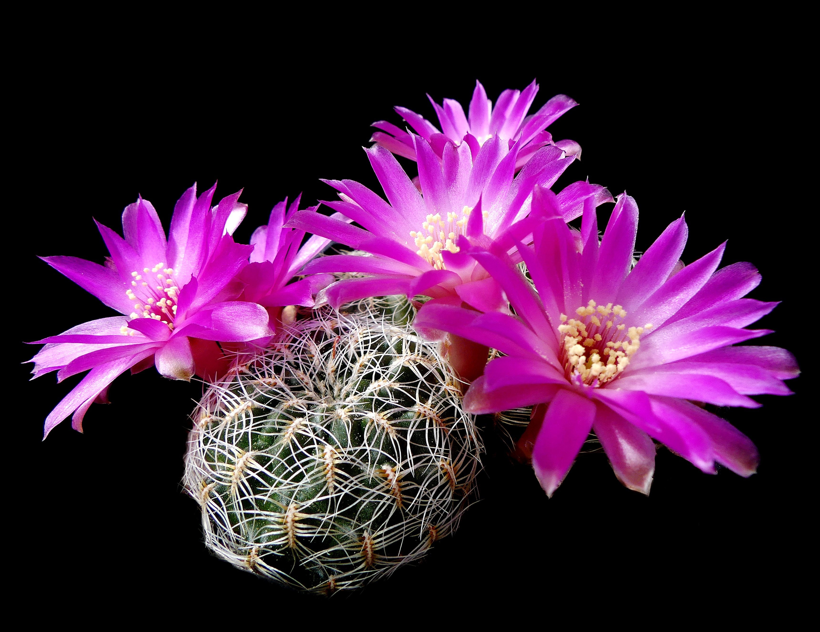 Sulcorebutia crispata MN 640