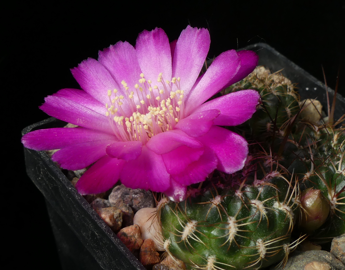 Sulcorebutia steinbachii MN 603 (Mizque-Arani)