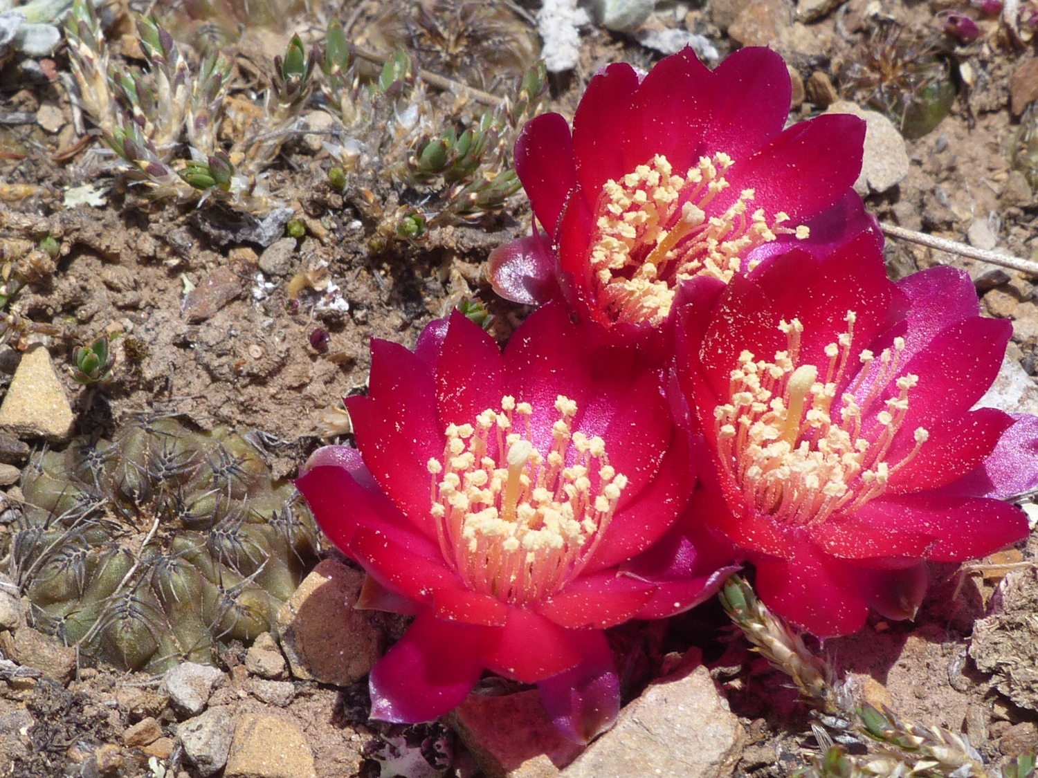 Sulcorebutia verticillacantha MN 609 (SW Bombeo, 3900m)