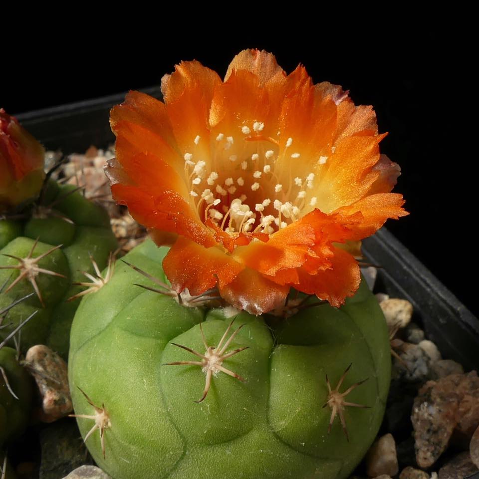 Weingartia fidana ssp. amerhauseri HA 987 (Paichu, Bol)