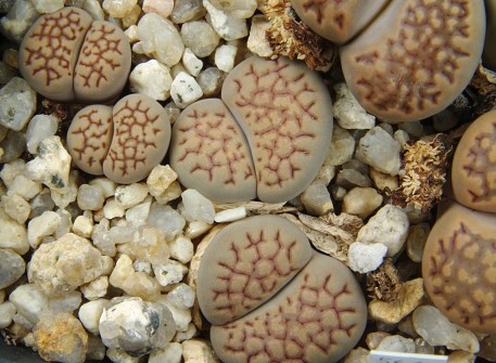 Lithops hallii C 022