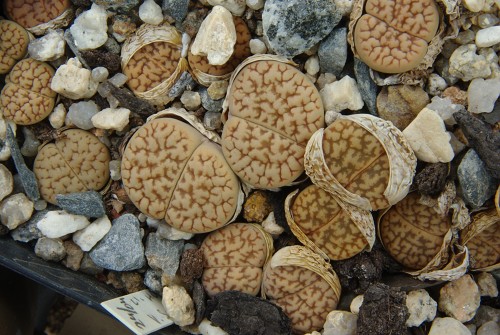 Lithops hookeri v. susannae C 091