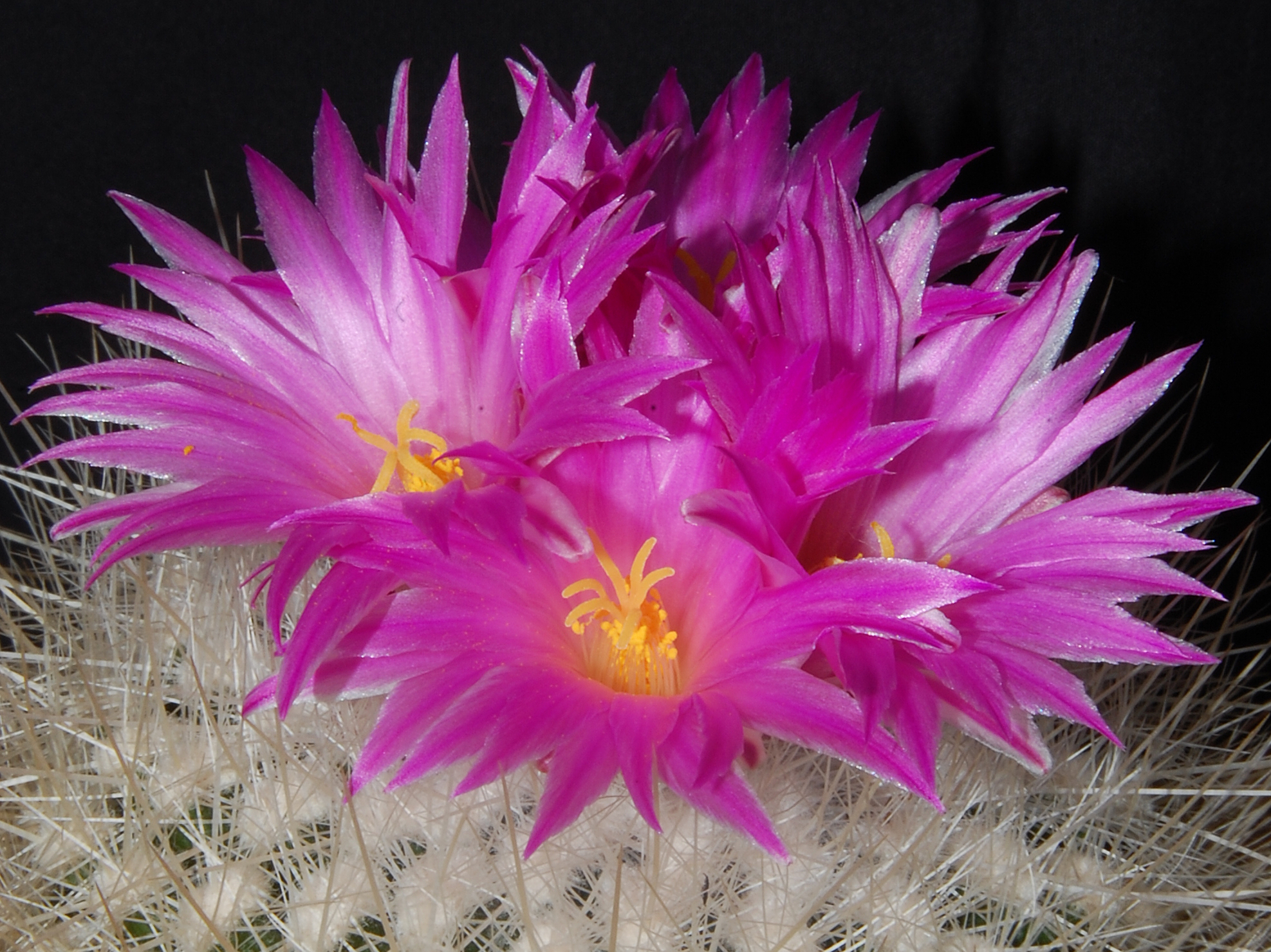 Thelocactus conothele v. macdowellii