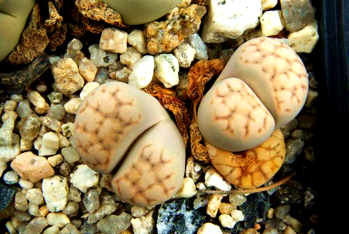 Lithops karasmontana ssp. eberlanzii C 369