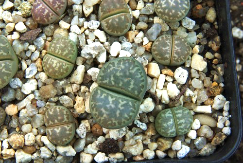 Lithops marmorata v. framesii C 058