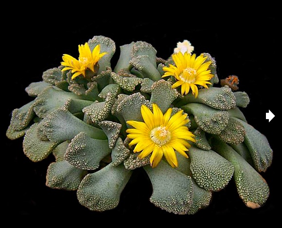 Titanopsis calcarea