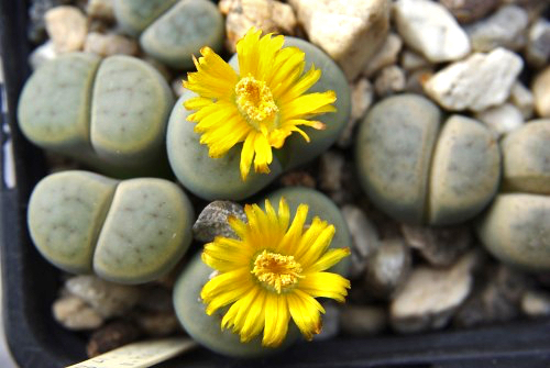 Lithops schwantesii v. marthae C 299