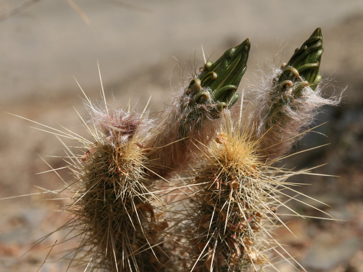 Trichocereus camarguensis - 2