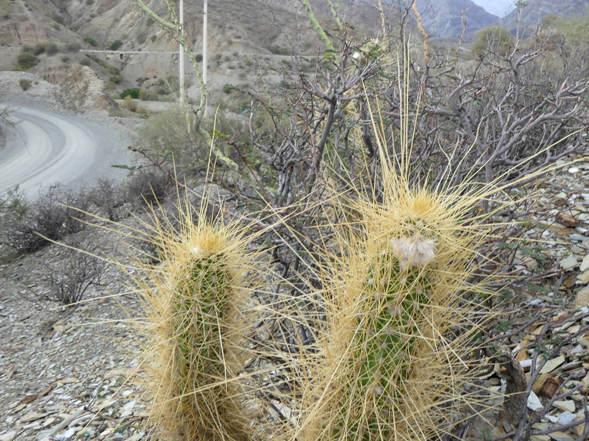 Trichocereus camarguensis