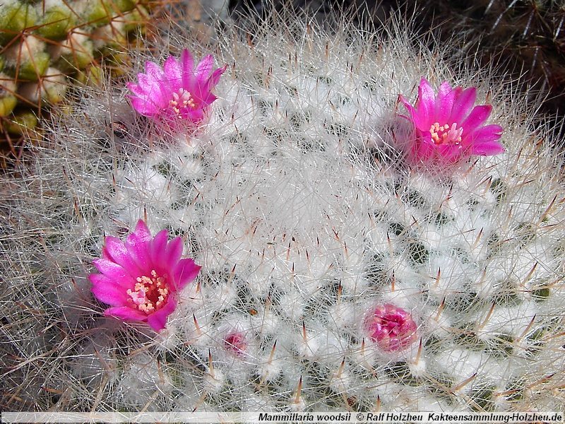 SuccSeed - Mammillaria woodsii