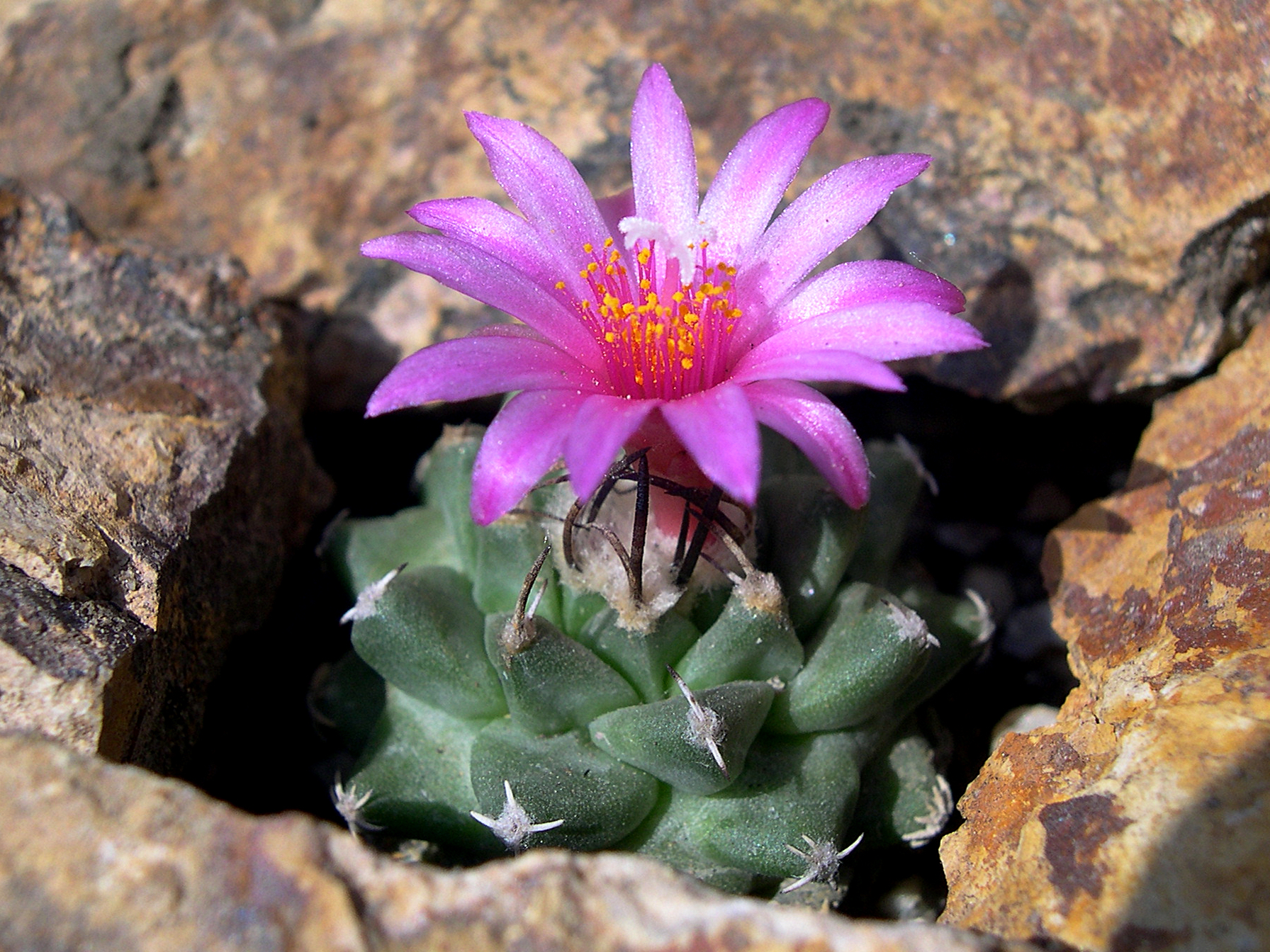 Turbinicarpus alonsoi (Xichu)