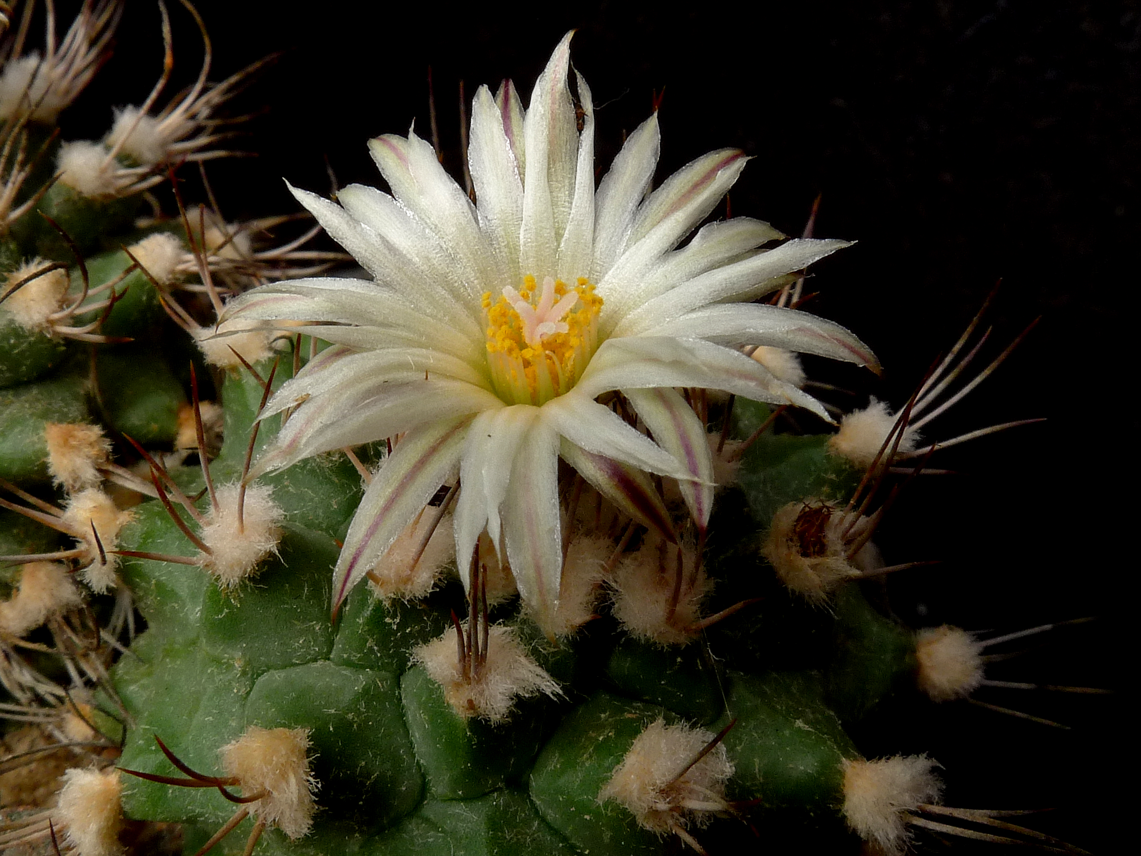 Turbinicarpus swobodae HO 16 (Rayones, NL, 1800m, Mex)