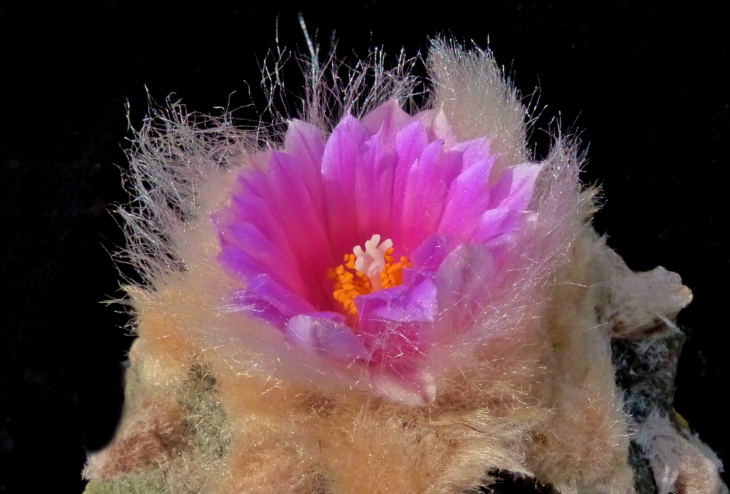 Ariocarpus fissuratus (TX, USA)