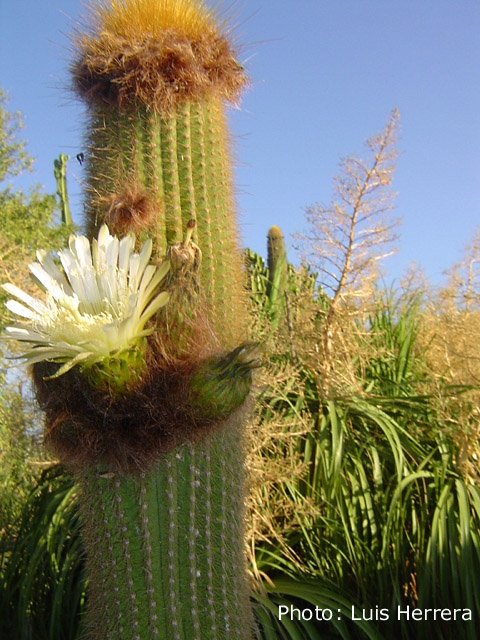 Weberbauerocereus winterianus - 2