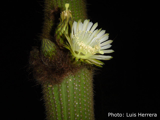 Weberbauerocereus winterianus