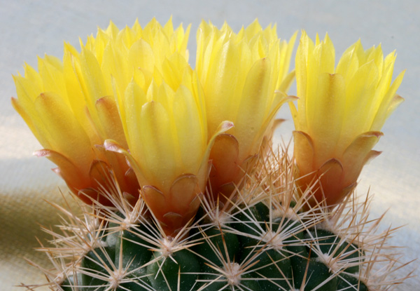 Weingartia neocumingii 'buiningiana' FR 816 (Capadala on Rio Pilcomayo, Chuq., Bol)
