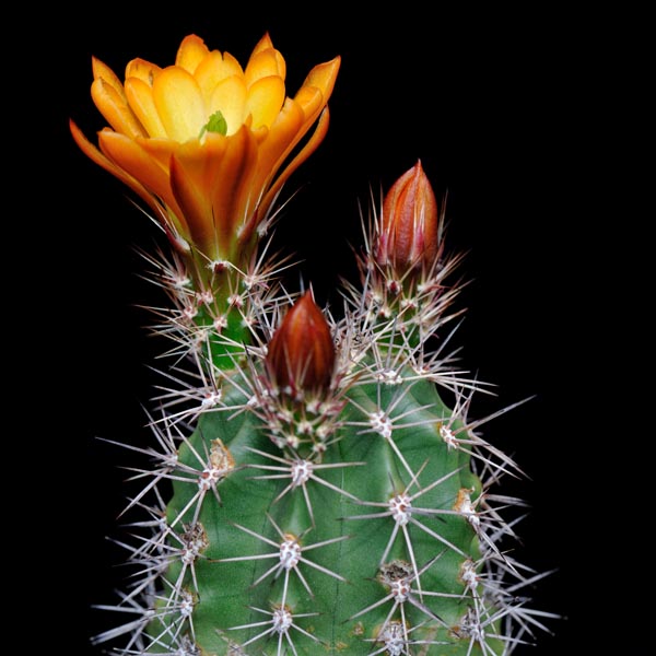 Echinocereus coccineus v. guerneyi (Marathon, TX)