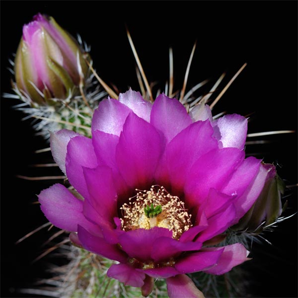 Echinocereus engelmannii ssp. fasciculatus (Jerome, AZ)