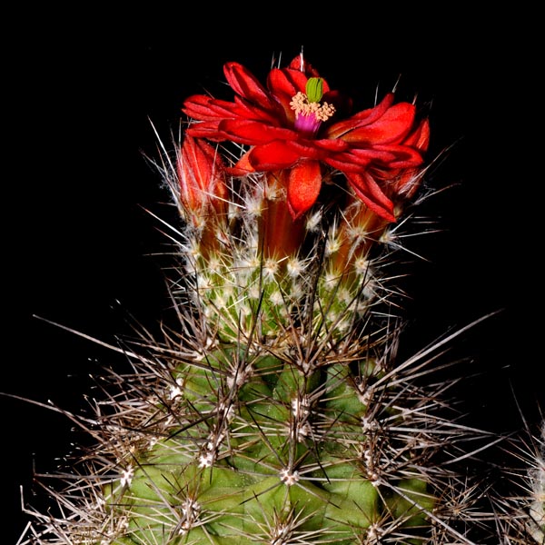 Echinocereus polyacanthus (Balleza-Guachochic)