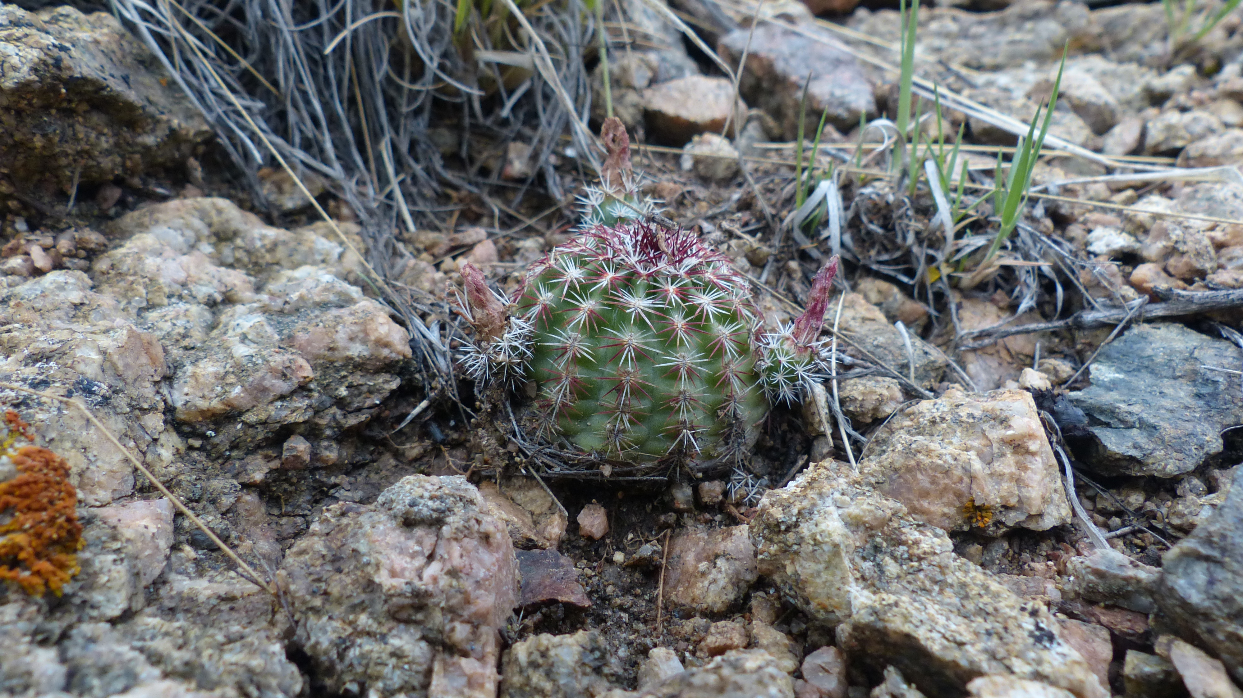 Echinocereus viridiflorus MN 566 (SE Buena Vista, Chaffee Co, 2621m, USA)