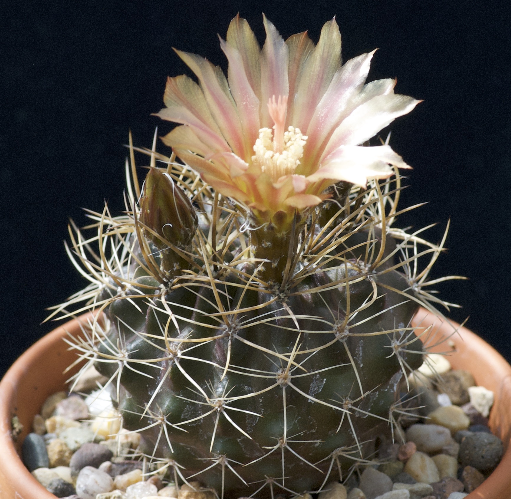 Eriosyce limariensis RMF 959 (Combarbala)