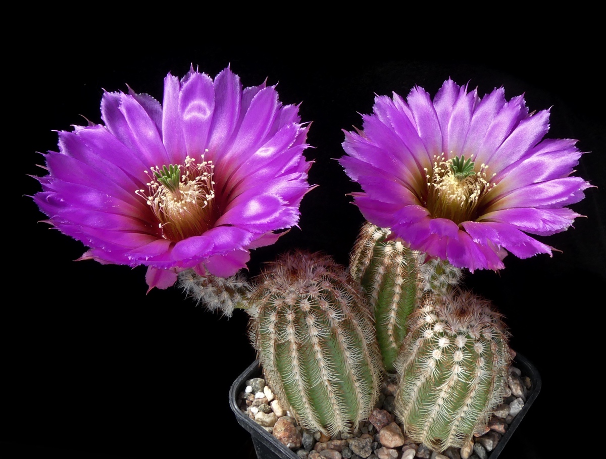 SuccSeed - Echinocereus reichenbachii ssp. perbellus JRT 210 (Beckham Co,  OK)
