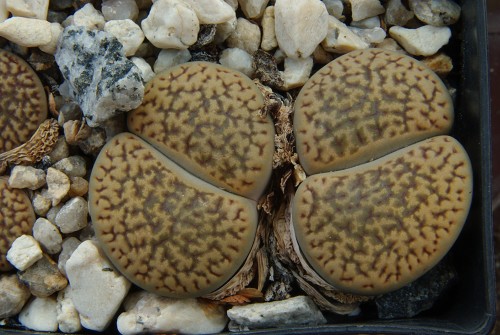 Lithops hookeri v. dabneri C 013