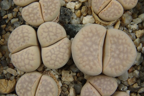 Lithops julii v. littlewoodii C 218
