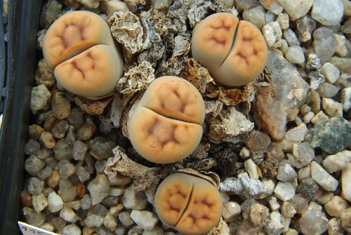 Lithops karasmontana 'Signalberg' C 328