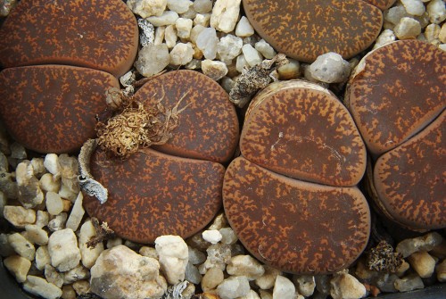 Lithops leslei C 115