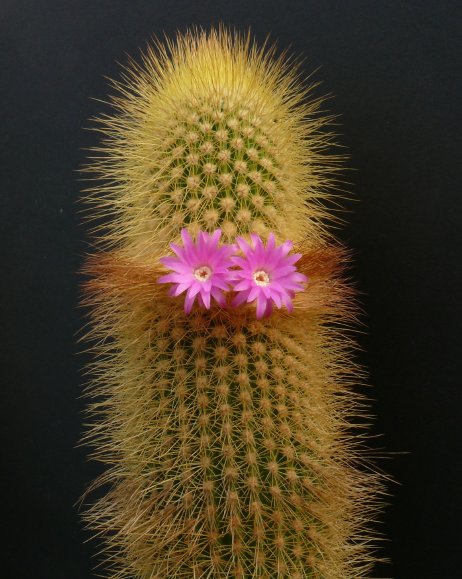Arrojadoa marylanae