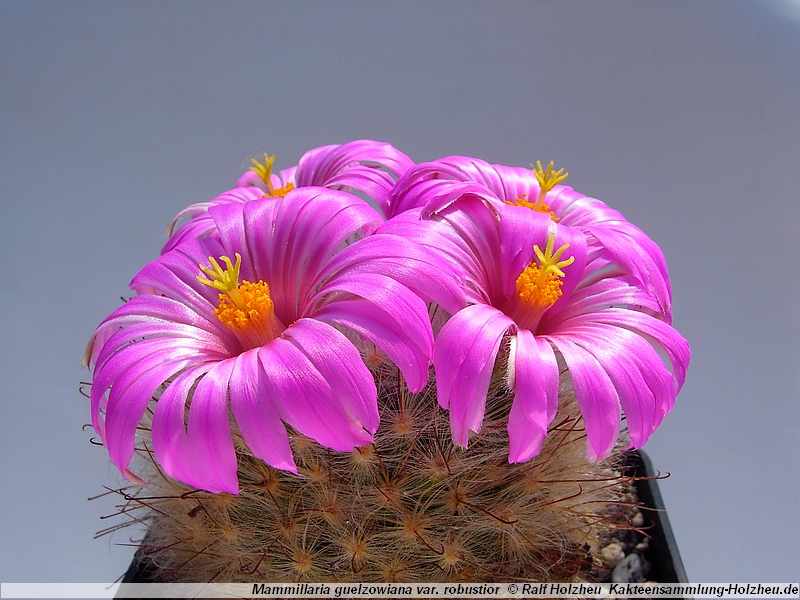 SuccSeed - Mammillaria guelzowiana 'robustior' RS 761 (Rio Nazas, Dur, Mex)