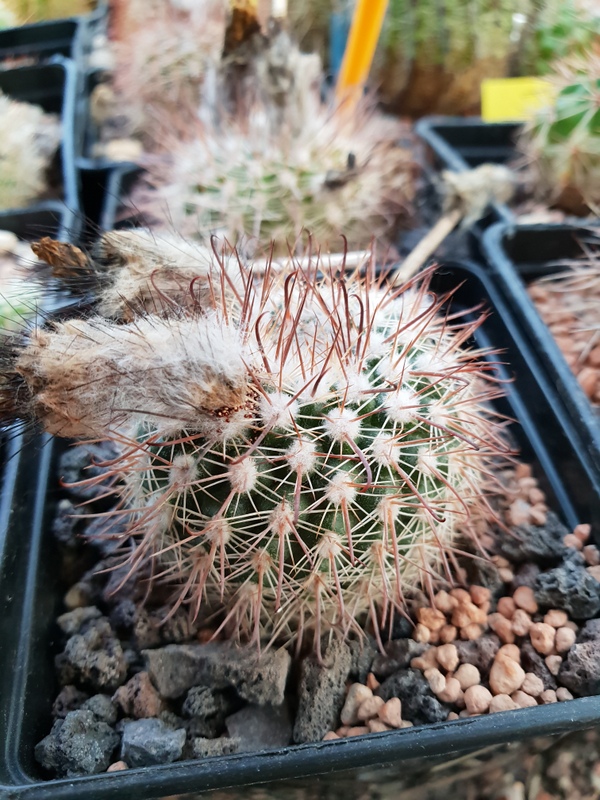 Parodia dichroacantha ME 23 (Quebrada Rio CO, S Cafayate, Arg)