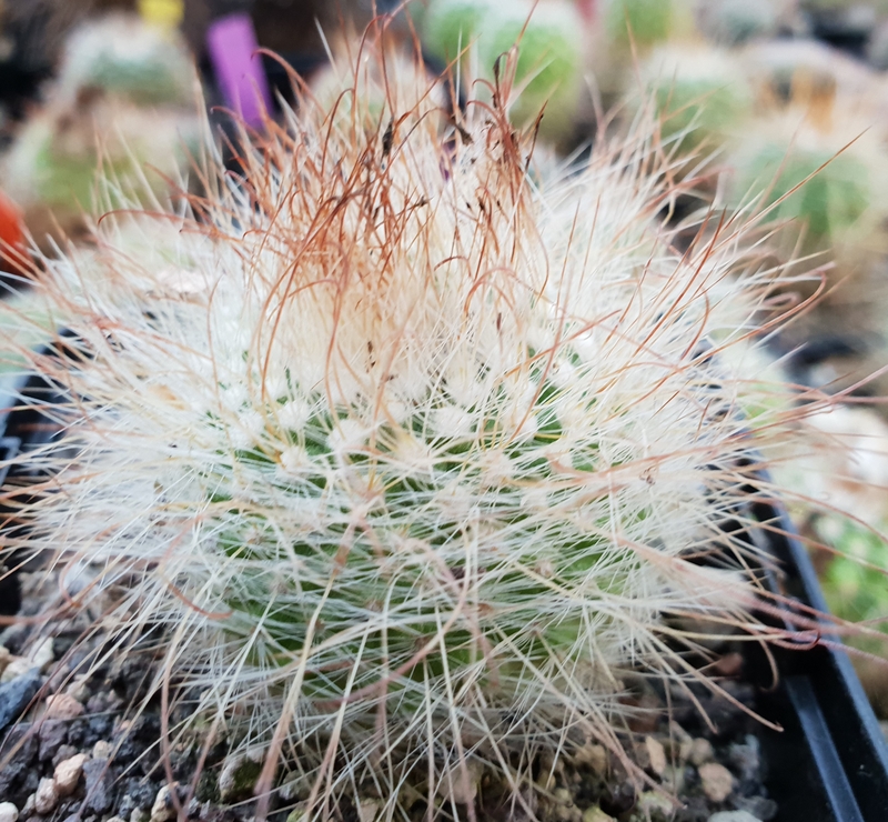 Parodia herzogii WR 707a - 2