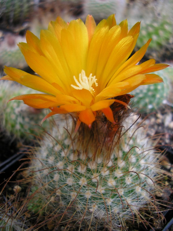 Parodia herzogii WR 707a