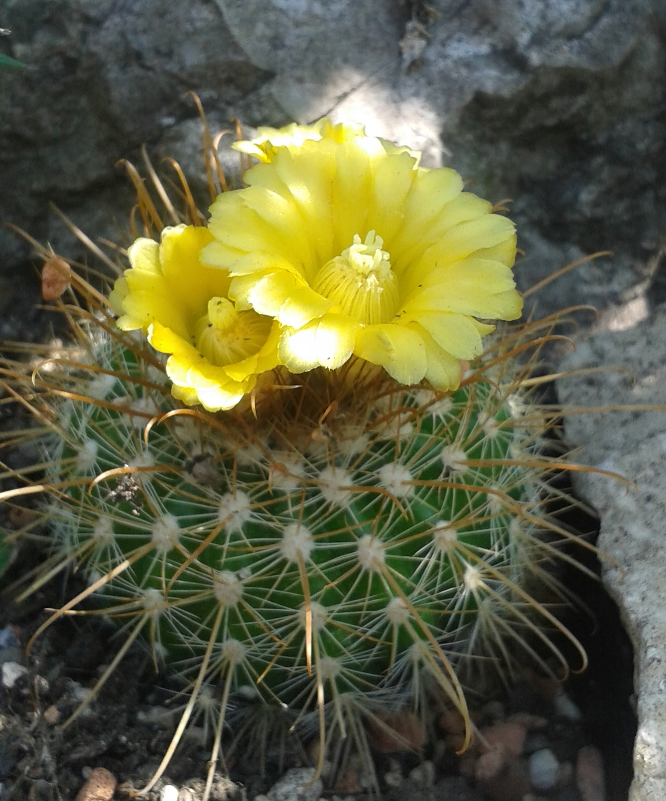 Parodia juckeri v. australis HJ 447