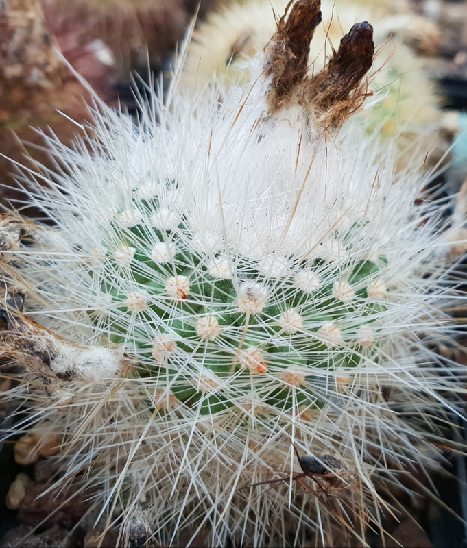 Parodia nivosa ME 114 (El Candado, Q del Toro, Salta, Arg)