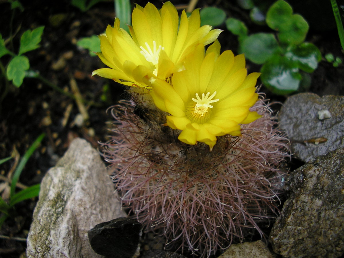Parodia riojensis ME 74 (Colana, near Poman, Arg)
