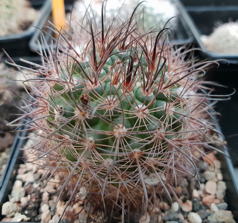 Parodia tuberculosi-costata Lau 537 (Santa Barbara, Salta, Arg)
