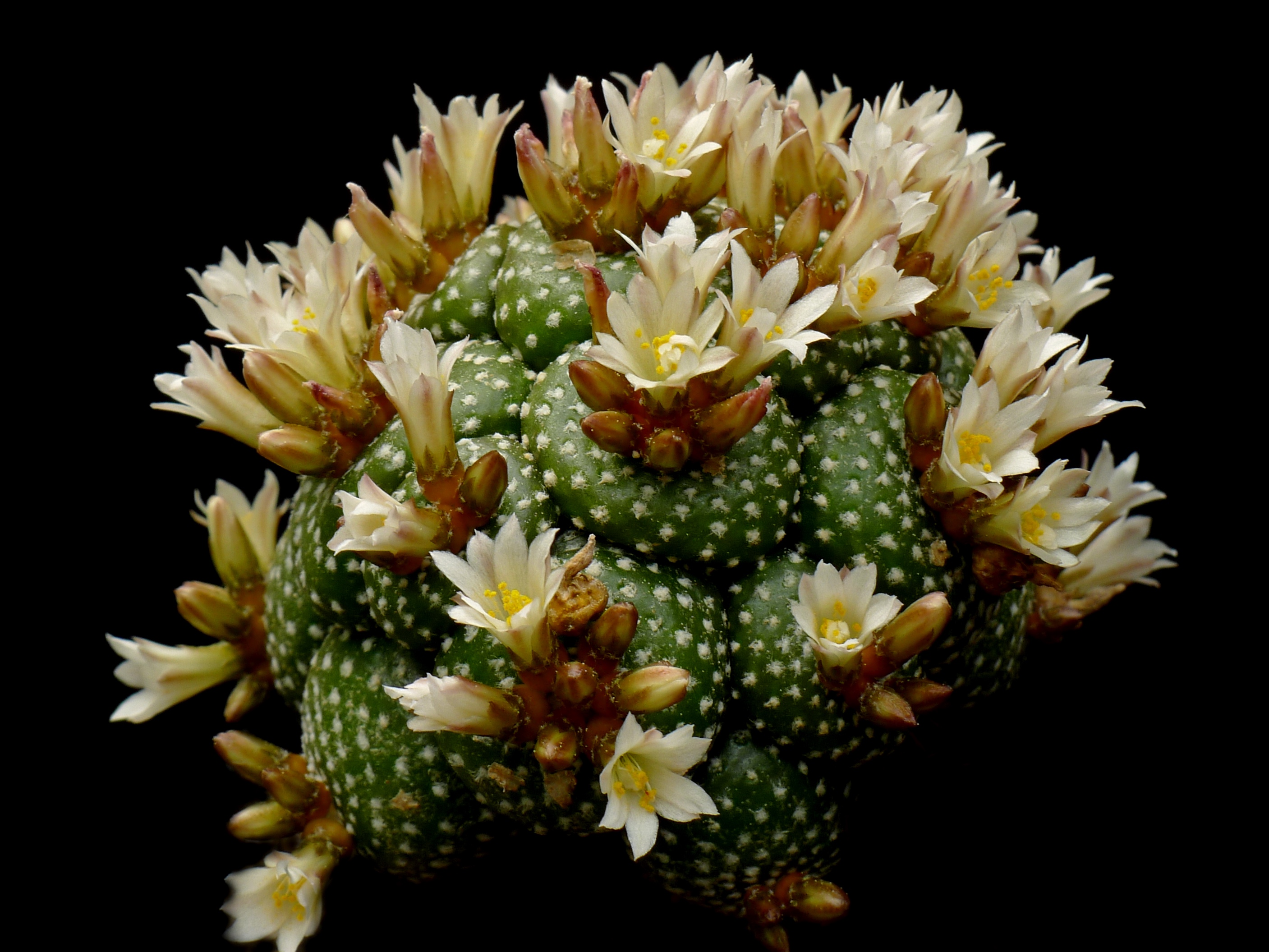 Blossfeldia liliputana 'pedicillata' FR 749  (Tomina, Chuq., Bol)