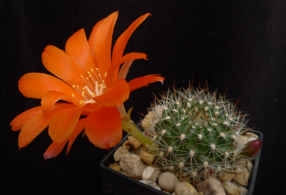 Rebutia fiebrigii fma MN 364 (San Diego Sur, E Narvaez, 2035m, Bol)