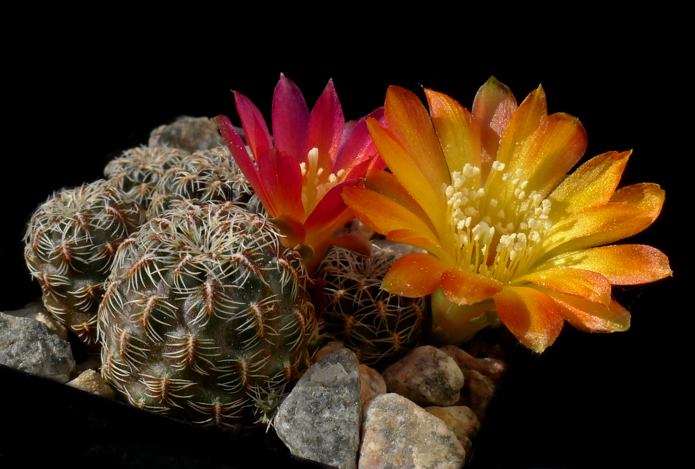 Sulcorebutia caniguerallii MN 459