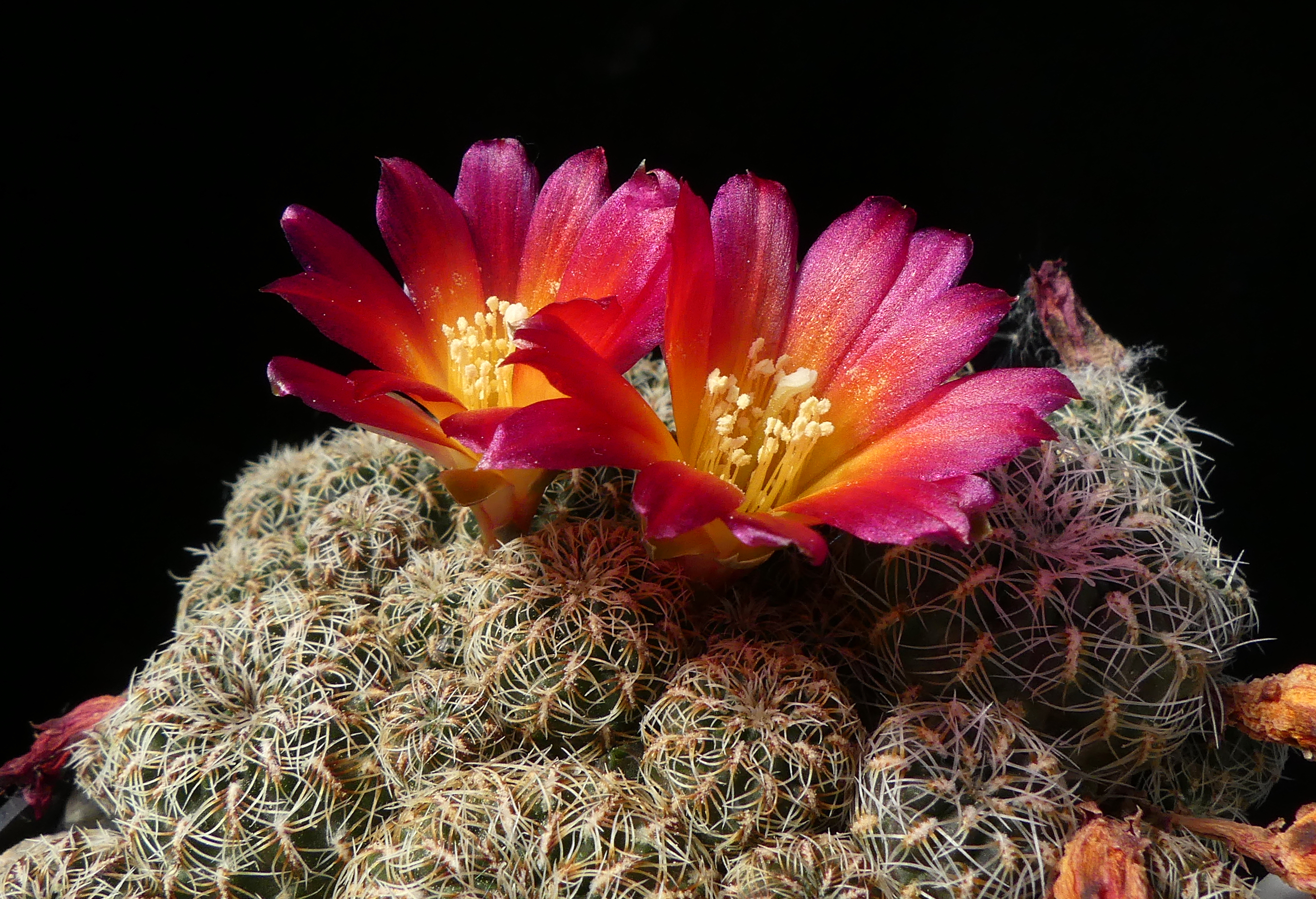 Sulcorebutia caniguerallii MN 459 - 2