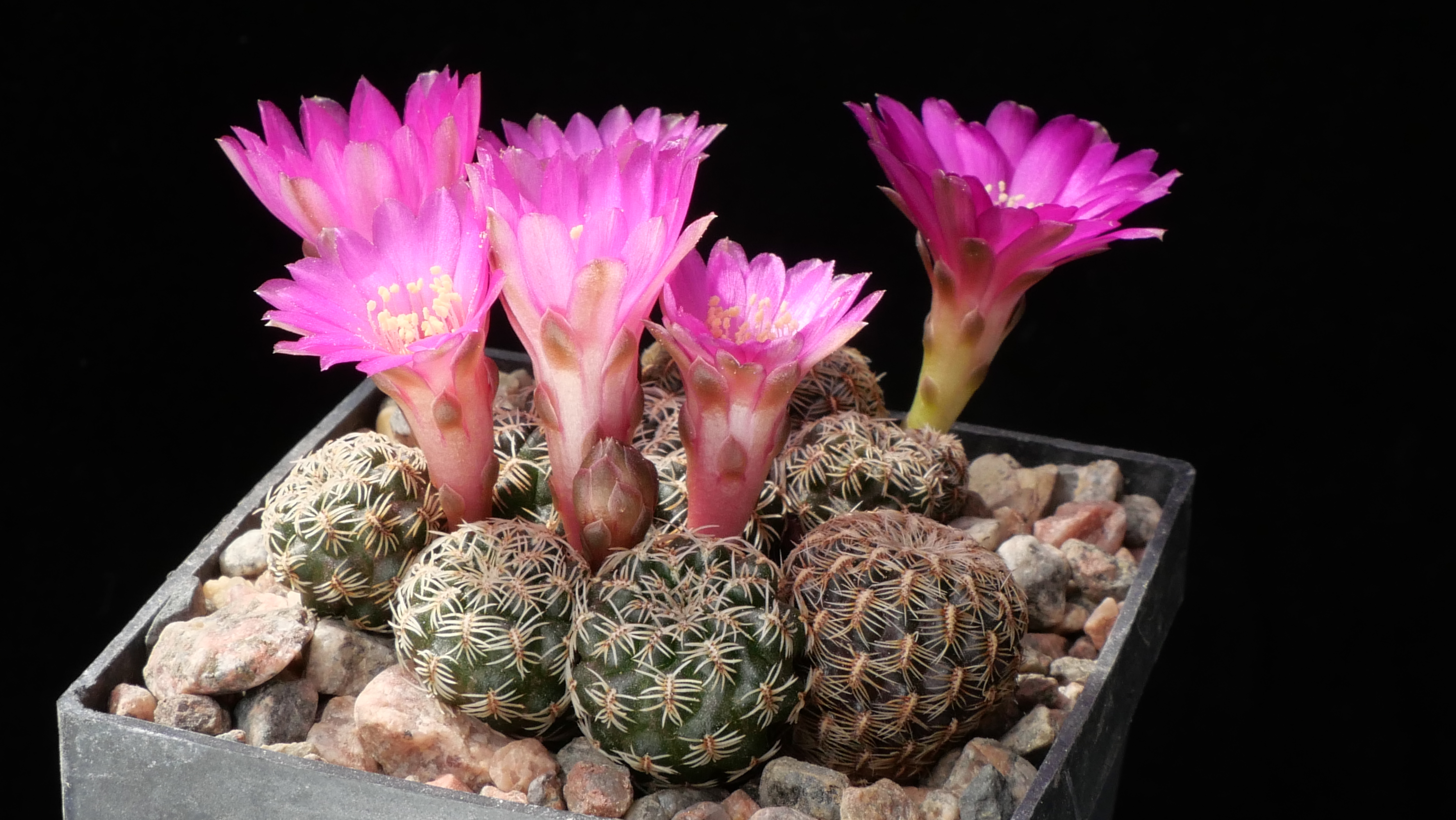 Sulcorebutia gemmae MN 645 (Moyocoya, Bol)