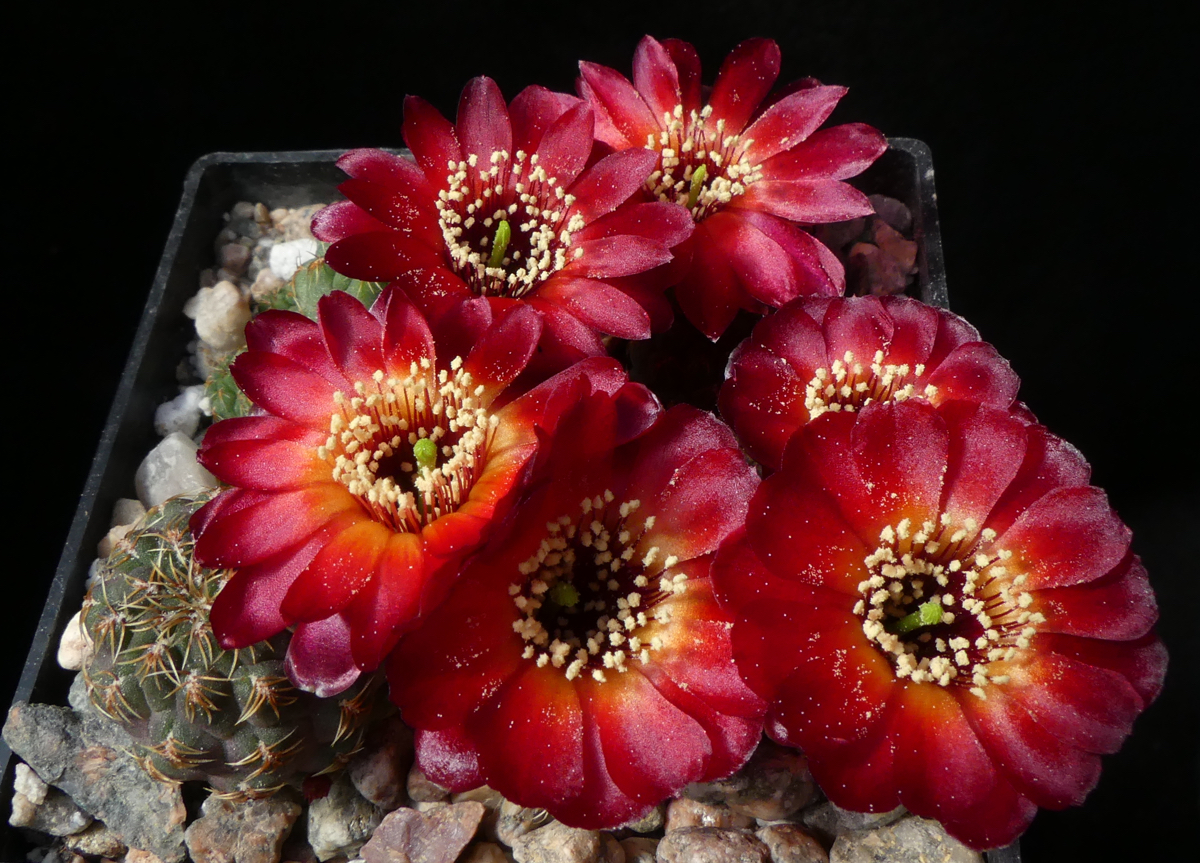 Sulcorebutia pasopayana MN 632