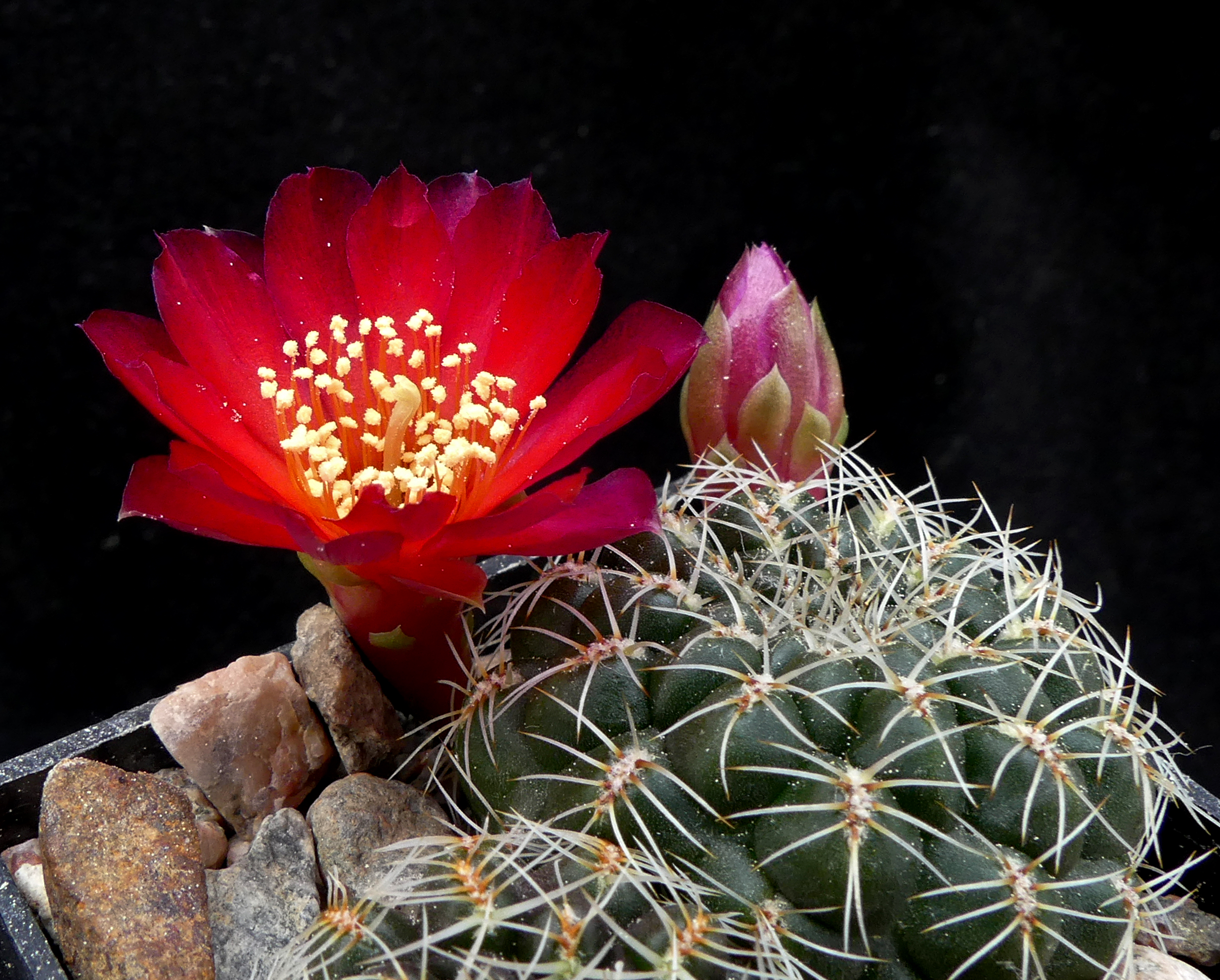 Sulcorebutia pulchra MN 618